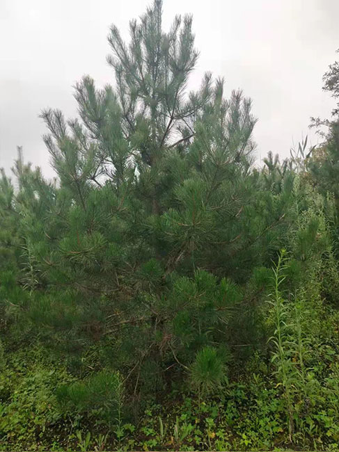 占地油松批發(fā)