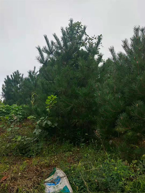 油松批發(fā)價(jià)格