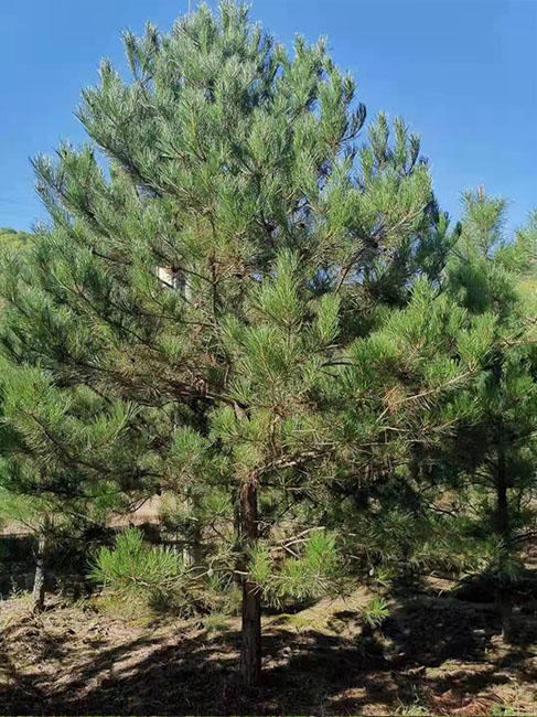 陜西油松價(jià)格