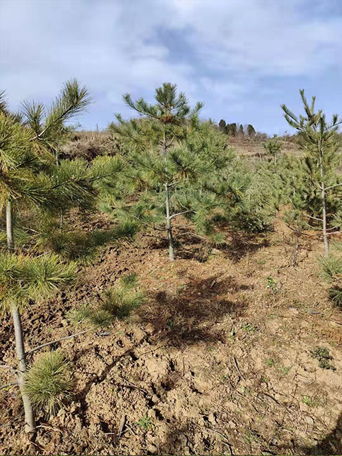 陜西華山松價格