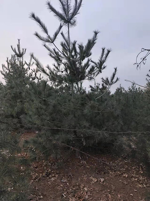 占地華山松批發(fā)