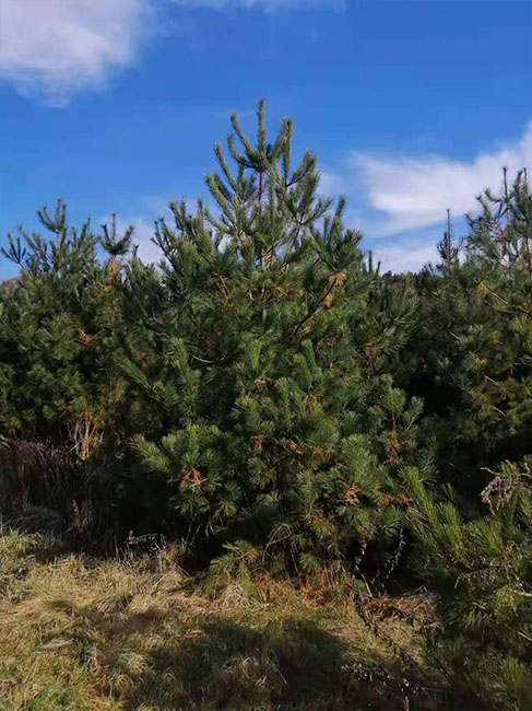 華山松批發(fā)價格