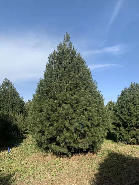 5米白皮松價(jià)格