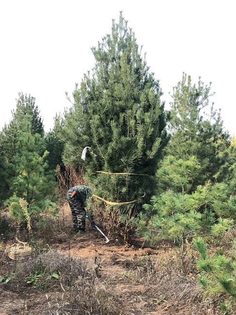 4米白皮松供應(yīng)商