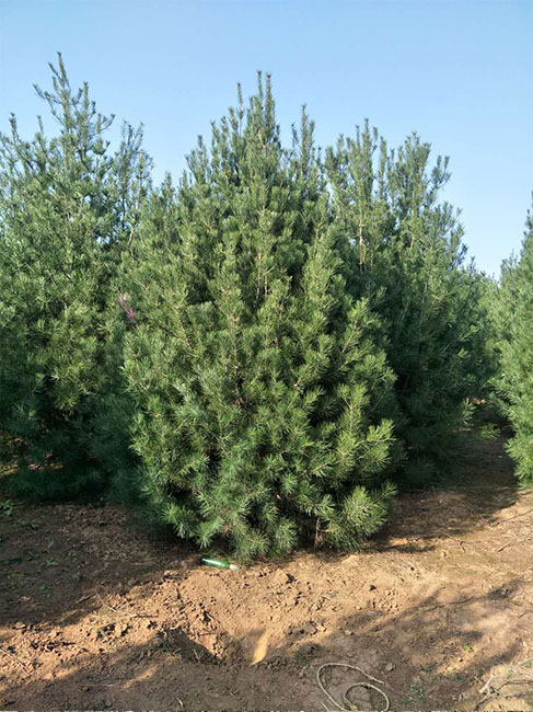 3.5米白皮松價(jià)格