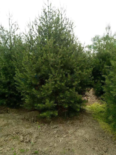 3米白皮松價(jià)格