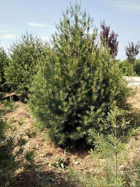 2.5米白皮松價(jià)格