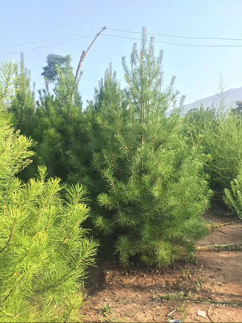 2米白皮松價(jià)格