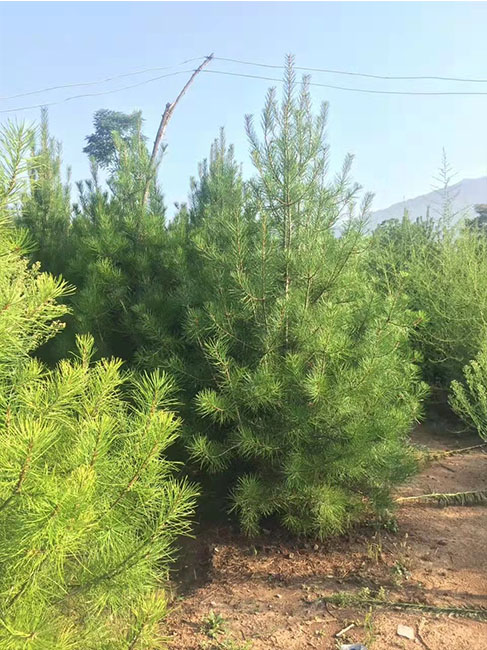 1.5米白皮松價(jià)格