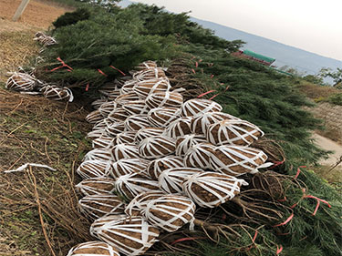 陜西華山松供應(yīng)商發(fā)住河北2500棵1米華山松