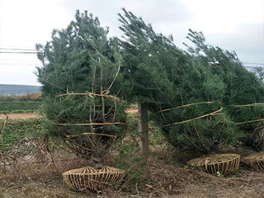 陜西白皮松批發(fā)項(xiàng)目之發(fā)往河北2米起450棵