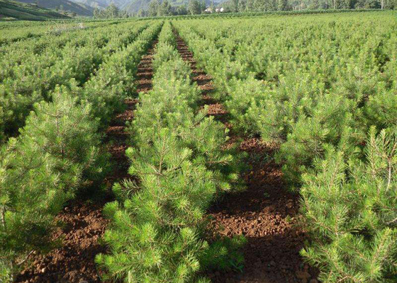 1638258065185121.jpg 1-1Q012164T21S.jpg