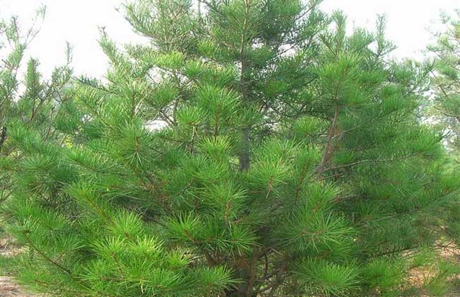 1638260585403971.jpg 2255335a6-6.jpg