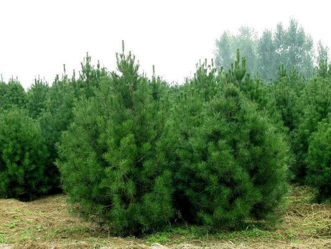 1638322694196219.jpg 4144334594.jpg