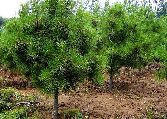 白皮松種植價值解讀：在供需市場中，白皮松價格影響市場供需！