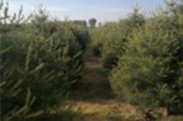 移植的白皮松樹苗到底該如何養(yǎng)護？