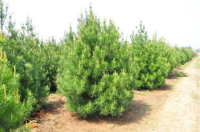 白皮松移栽后的養(yǎng)護環(huán)節(jié)不容疏忽哦！