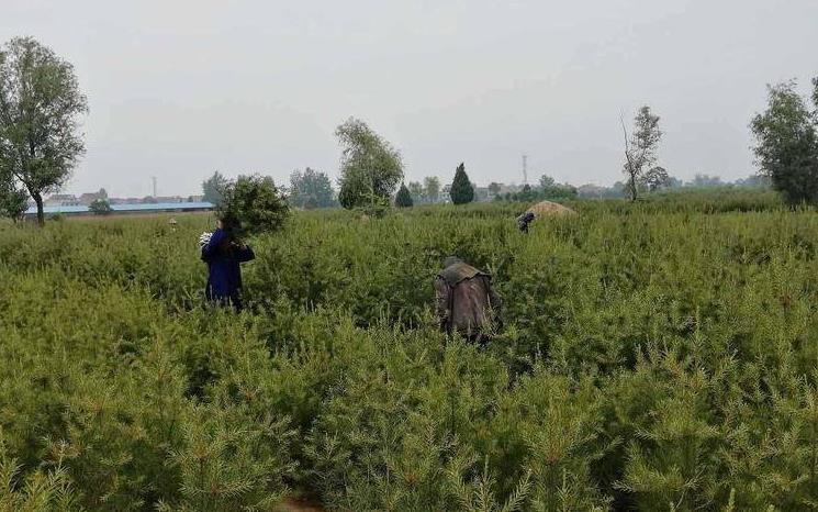 在栽種白皮松時它的生長環(huán)境是怎樣的？又有哪些注意事項？