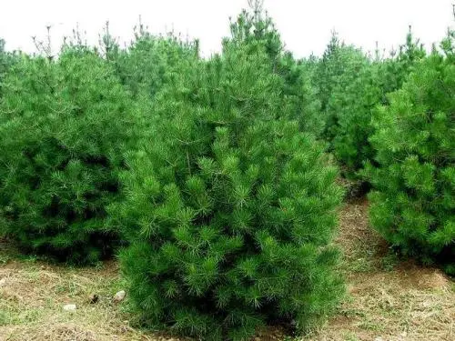 1639449711116046.jpg 1633399803(1).jpg