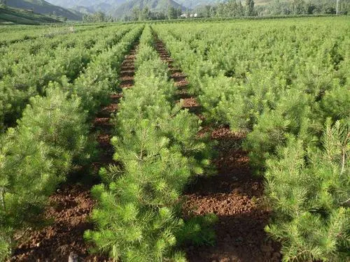 白皮松種植前后的每個環(huán)節(jié)，都不容忽視！