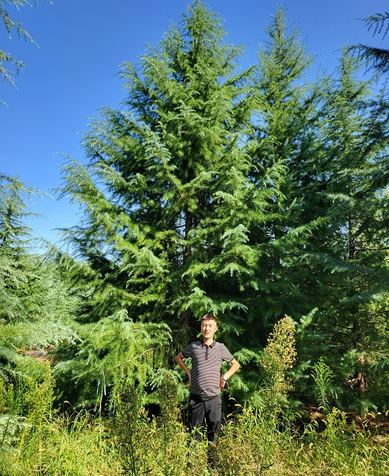 雪松樹價格多少錢一棵？ 陜西雪松樹苗價格