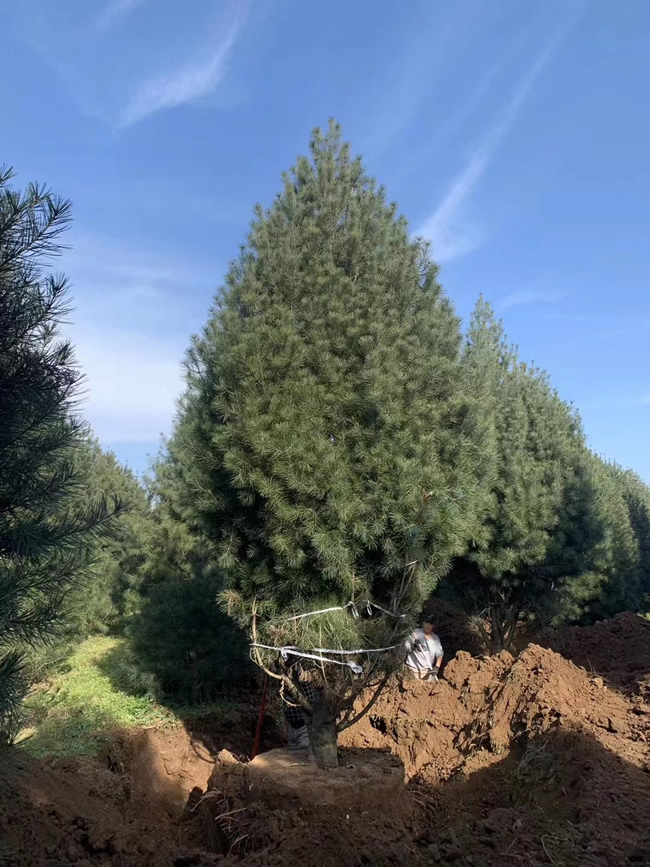 白皮松苗多少錢一棵？陜西白皮松價格