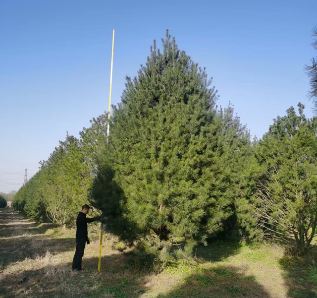 2米白皮松市場(chǎng)價(jià)格多少錢？陜西白皮松價(jià)格