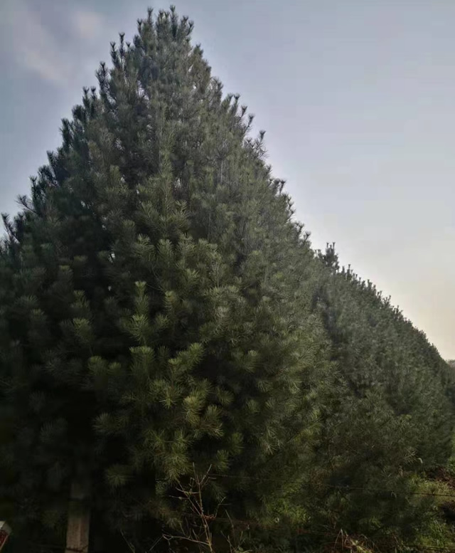 白皮松苗木價(jià)格多少錢一棵？