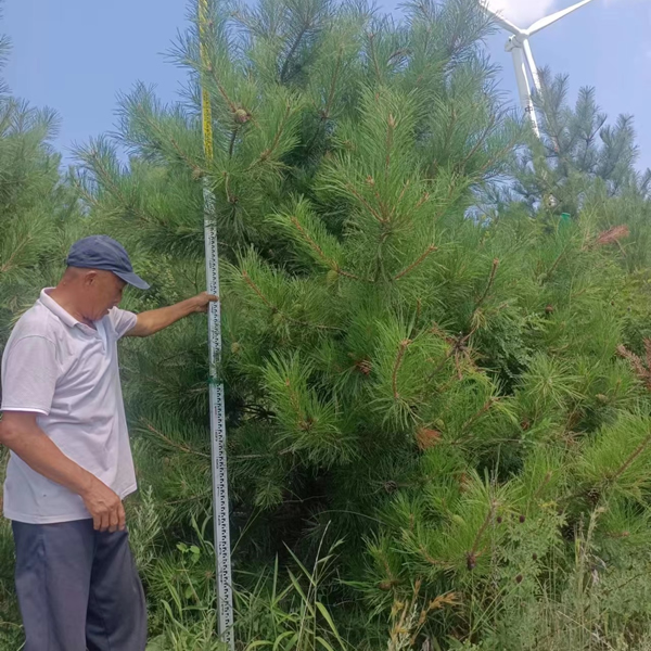 油松樹苗多少錢一棵？3米高的油松價(jià)格