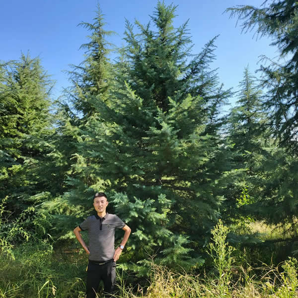 雪松樹苗價(jià)錢多少一棵？雪松價(jià)格表2023價(jià)格