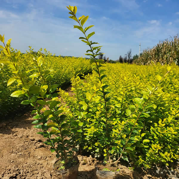 金葉女貞多少錢(qián)一棵?小苗金葉女貞價(jià)格表