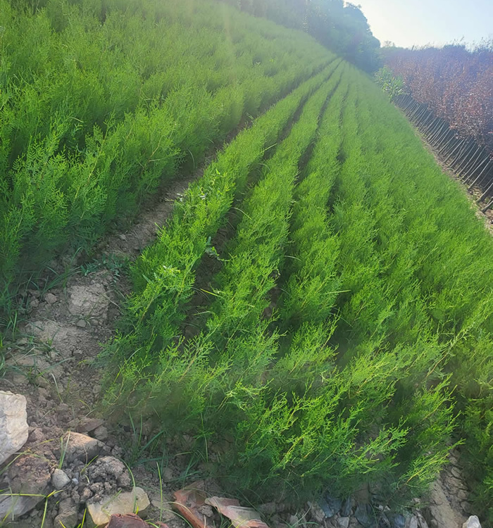 側(cè)柏樹(shù)苗價(jià)格多少錢(qián)一棵？