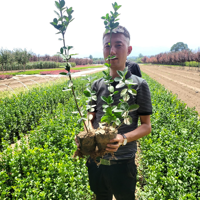 大葉黃楊售價(jià)多少錢(qián)一株？綠化小苗大葉黃楊價(jià)格