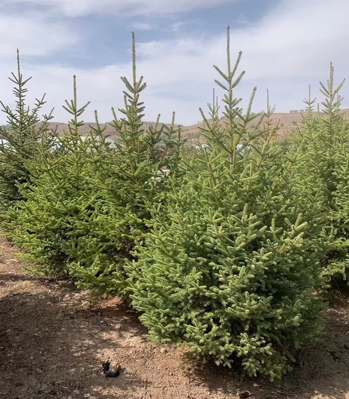 云杉樹(shù)苗價(jià)格多少錢(qián)一棵？