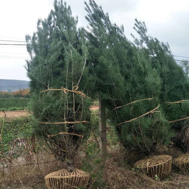 2米白皮松的價(jià)格多少錢(qián)一棵？