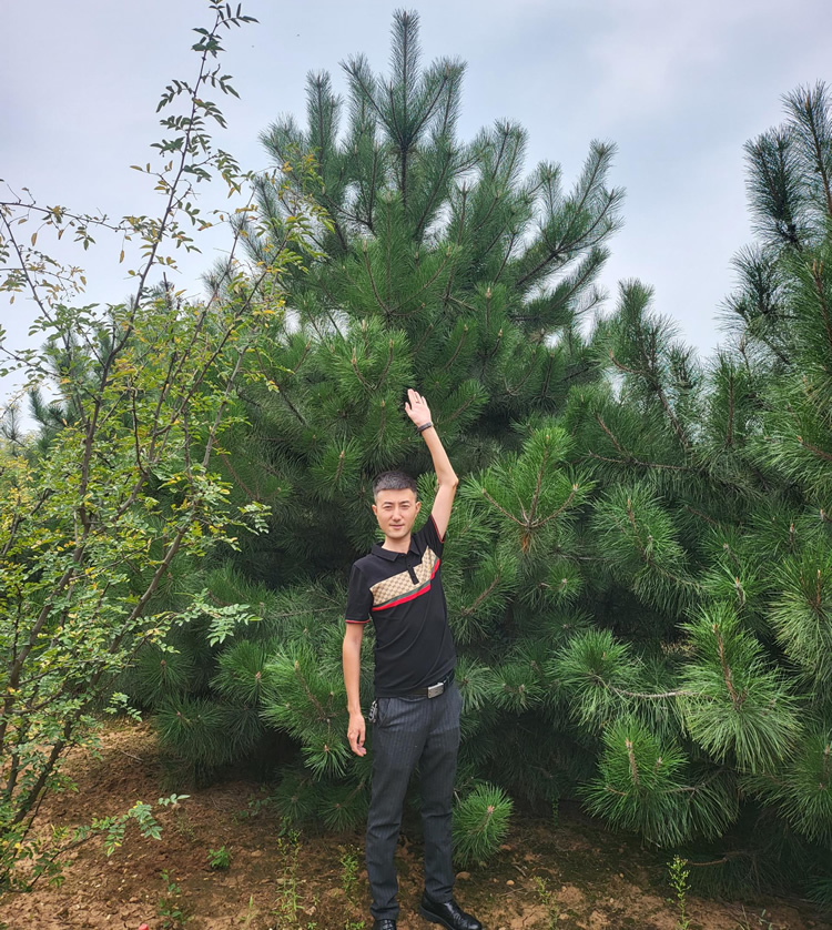 陜西油松樹(shù)苗多少錢(qián)一棵？