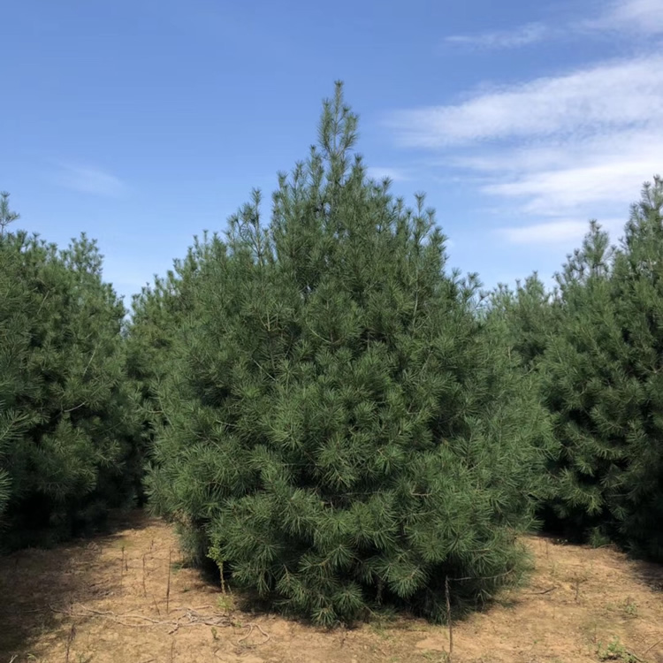 陜西白皮松苗木基地在哪里？