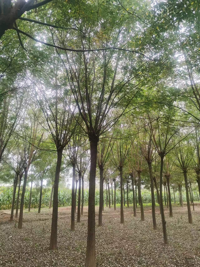 國(guó)槐樹(shù)苗