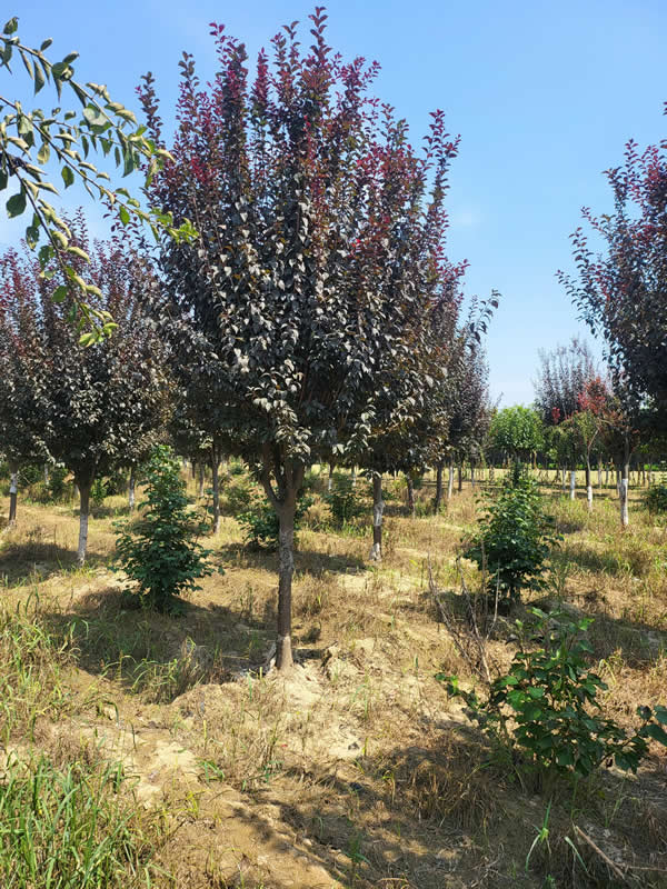 紅葉李樹(shù)苗