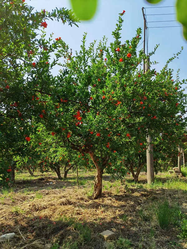 石榴樹(shù)