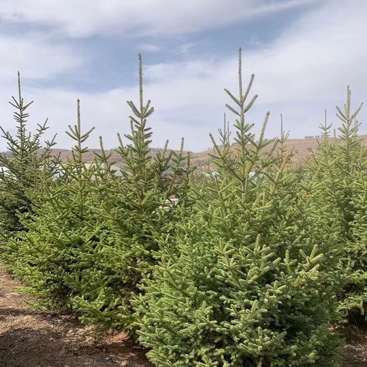 青海云杉樹苗價格多少錢一棵？