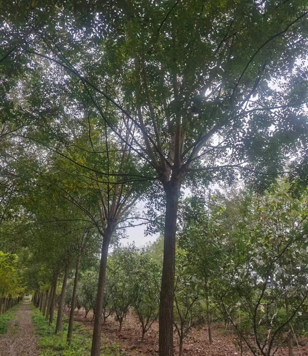 國槐20公分價格多少錢？