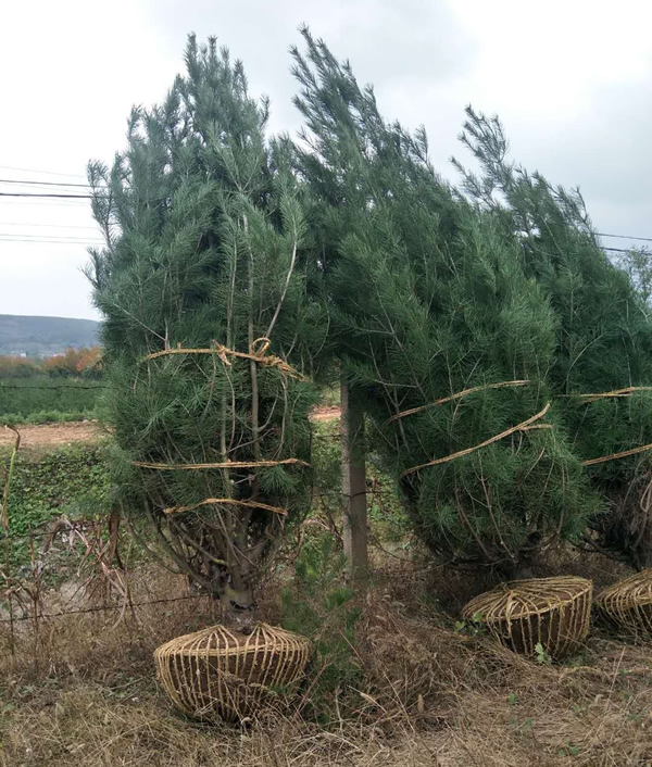 白皮松樹苗出售多少錢一顆？