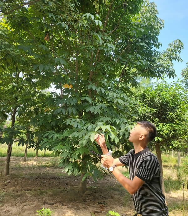 15公分七葉樹苗木價格多少錢一棵？