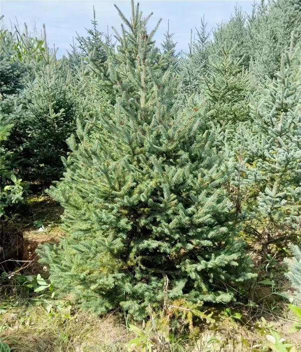 1米高云杉樹價格多少錢一棵？