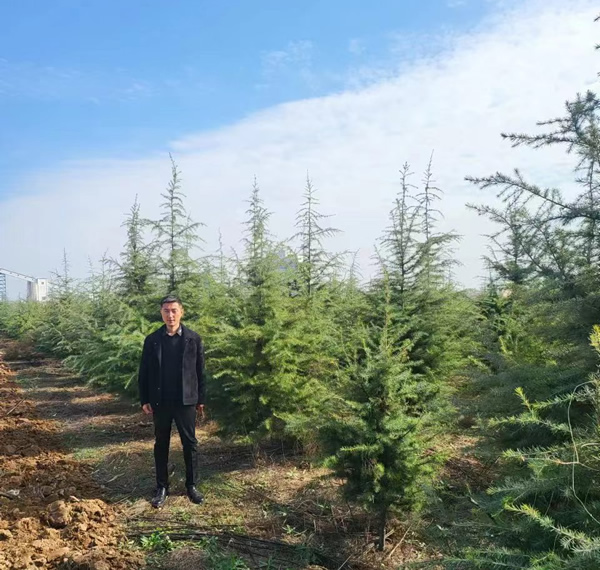 3米雪松價格多少錢一棵？