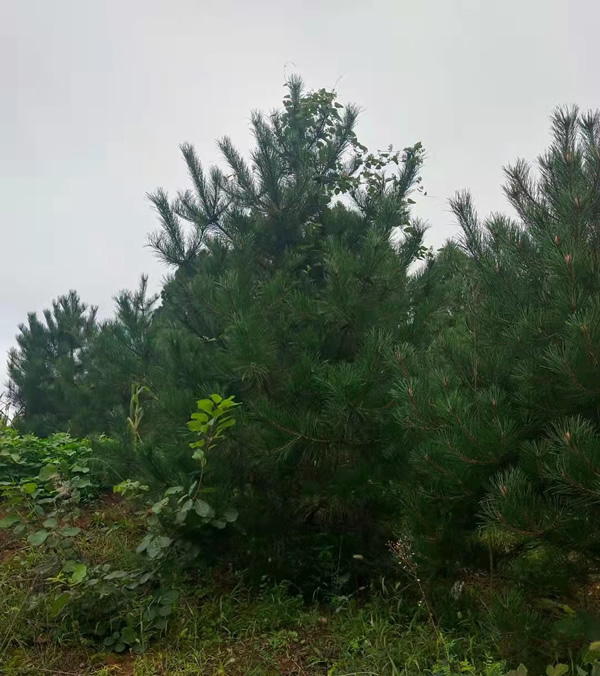 3米到4米的油松價格多少錢？