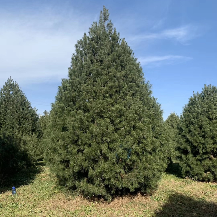 白皮松4米的價格多少錢一棵？