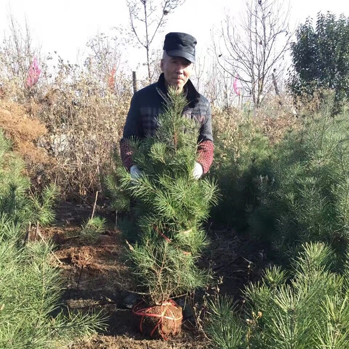 白皮松小苗價格多少錢？