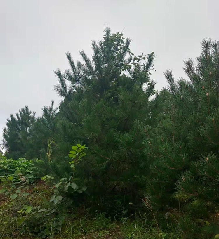 3.5米油松價(jià)格多少錢一棵？